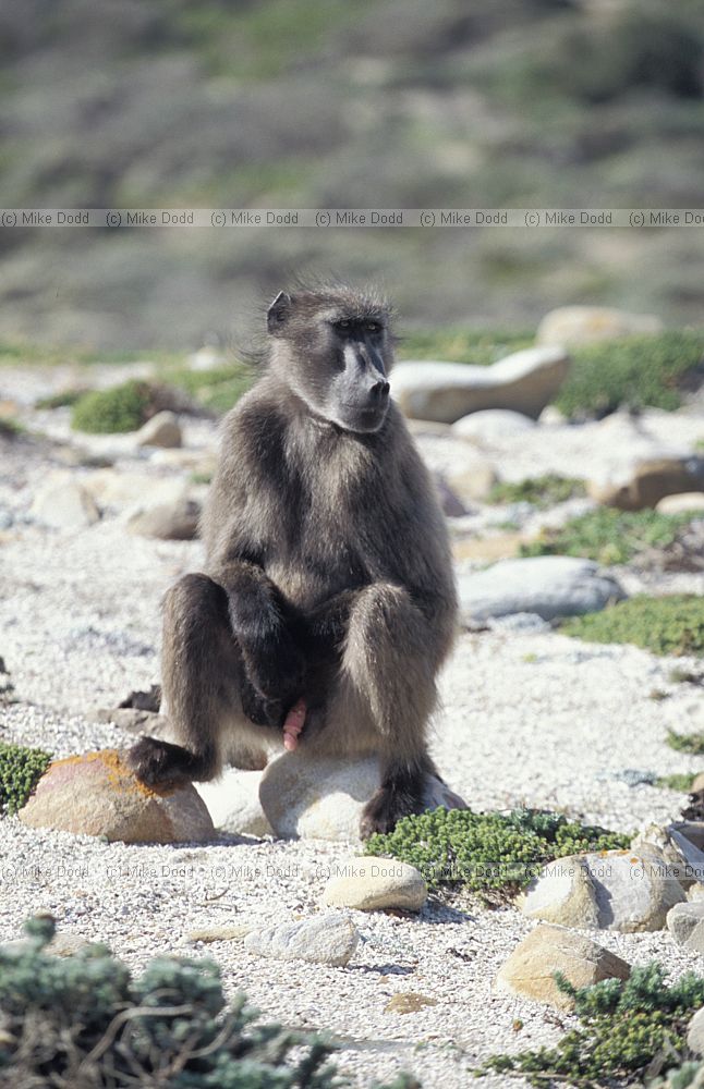 Baboon male cape point