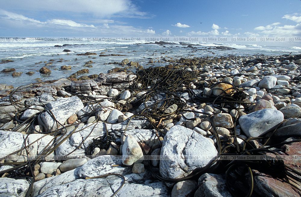 Kelp on beach Cape point