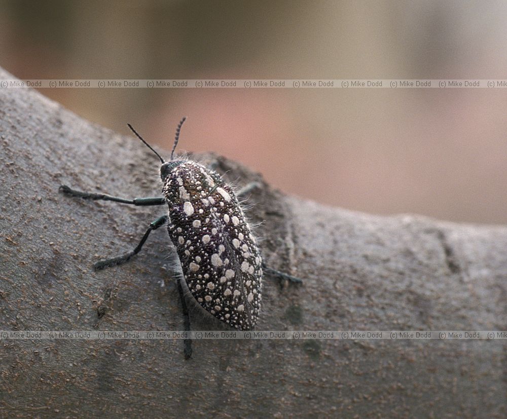 beetle on the way to Nieuwoudtville