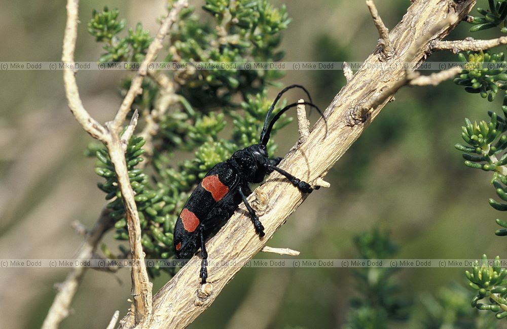 Cape Longhorn Beetle (Ceroplesis) at Harold porter botanic garden