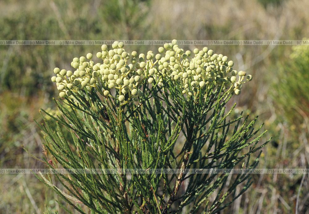 Berzelia languinosa Fountain Kolkol Betty's bay