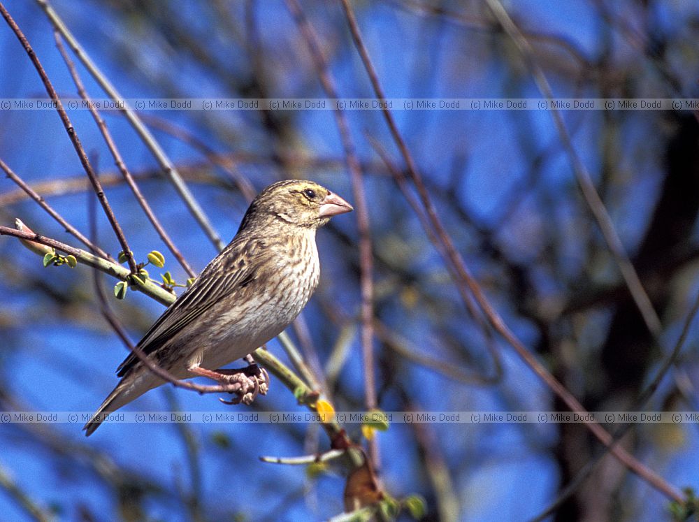 Southern Red Bishop (Euplectes orix) at Agrabies national park