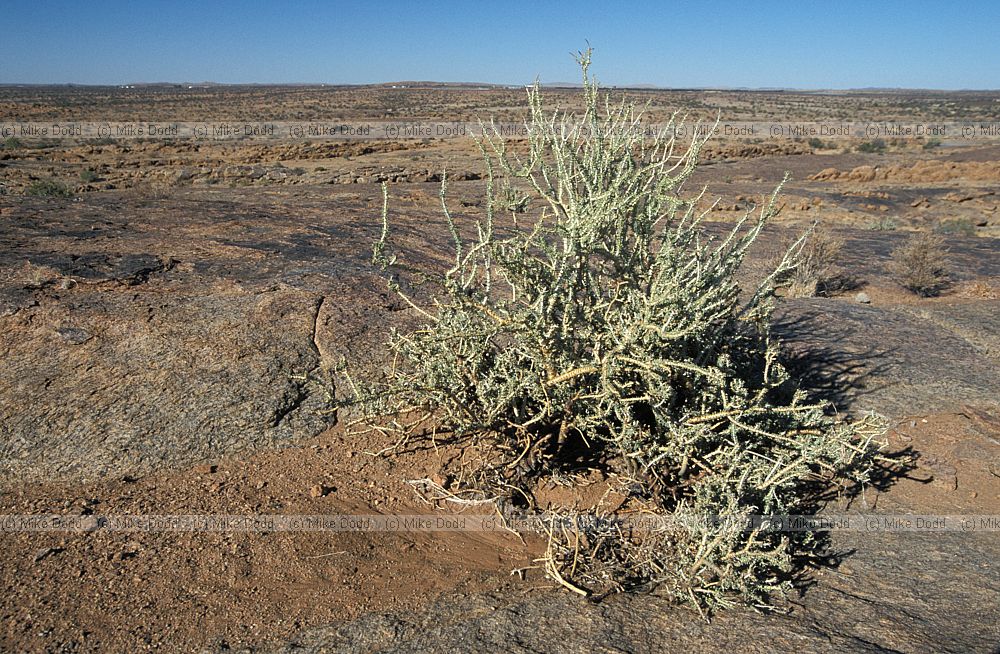 Desert Stink Shepherdstree (Boscia foetida subsp. foetida) at Agrabies national park