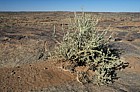 Desert Stink Shepherdstree (Boscia foetida subsp. foetida) at Agrabies national park