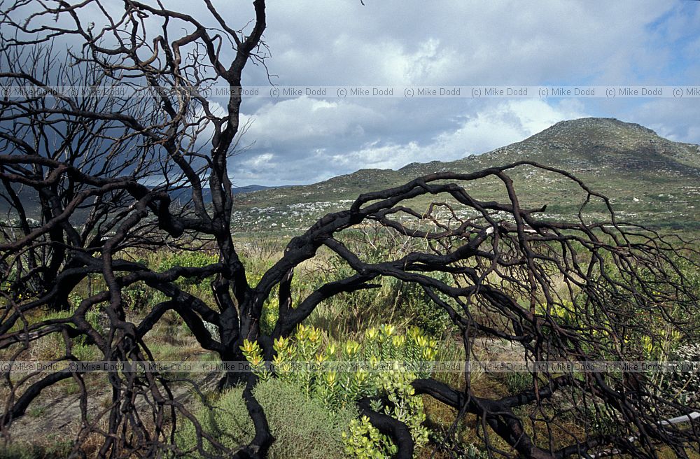 burnt Fynbos Silvermine near Cape town