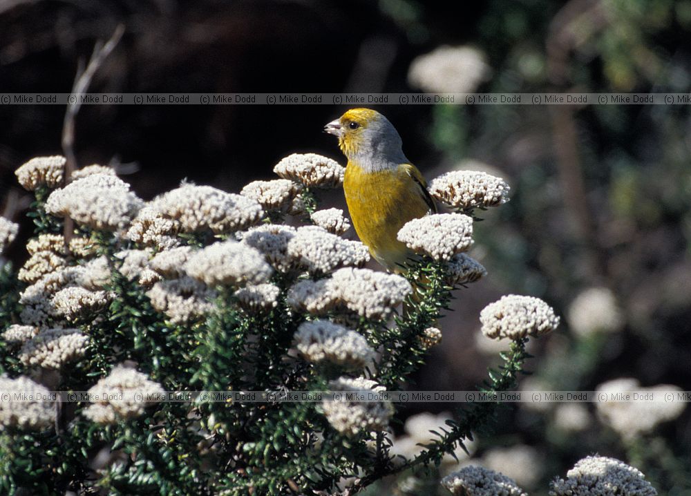 Cape Canary (Serinus canicollis) at Harold Porter botanic garden