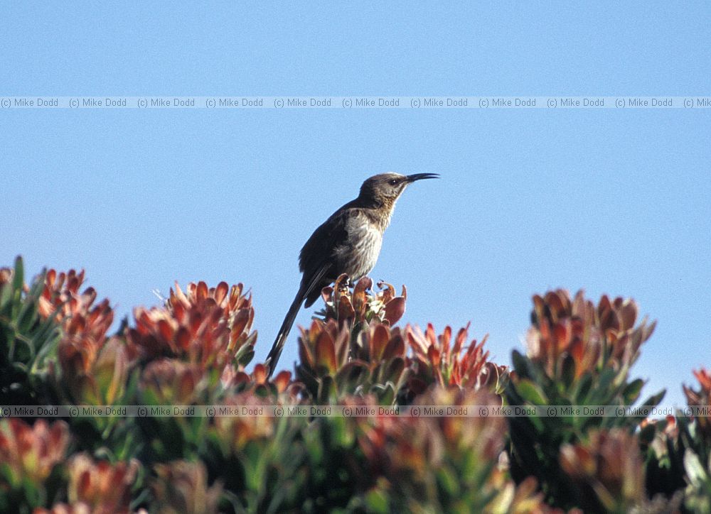 Cape sugarbird (Promerops cafer) near Cape point