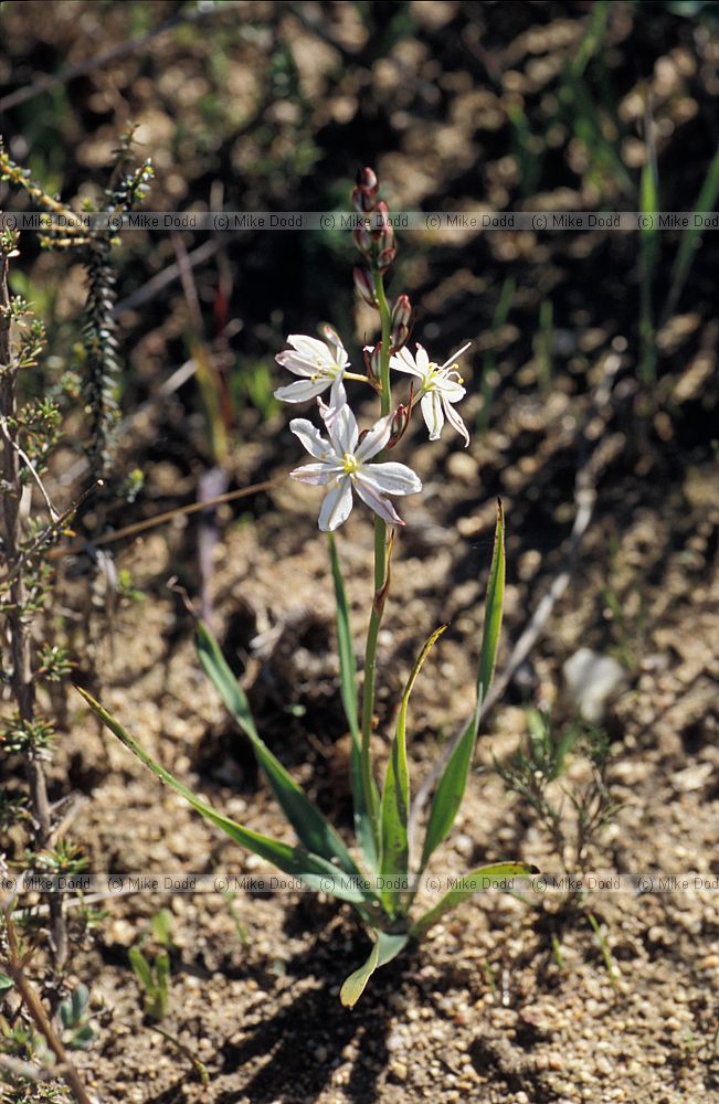 Chlorophytum undulatum near Malmesbury