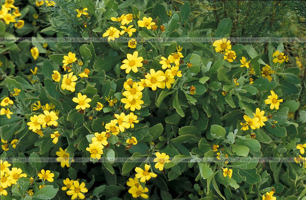 Chrysanthemumoides monilifera as Harold Porter botanic garden