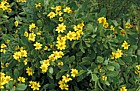 Chrysanthemumoides monilifera as Harold Porter botanic garden