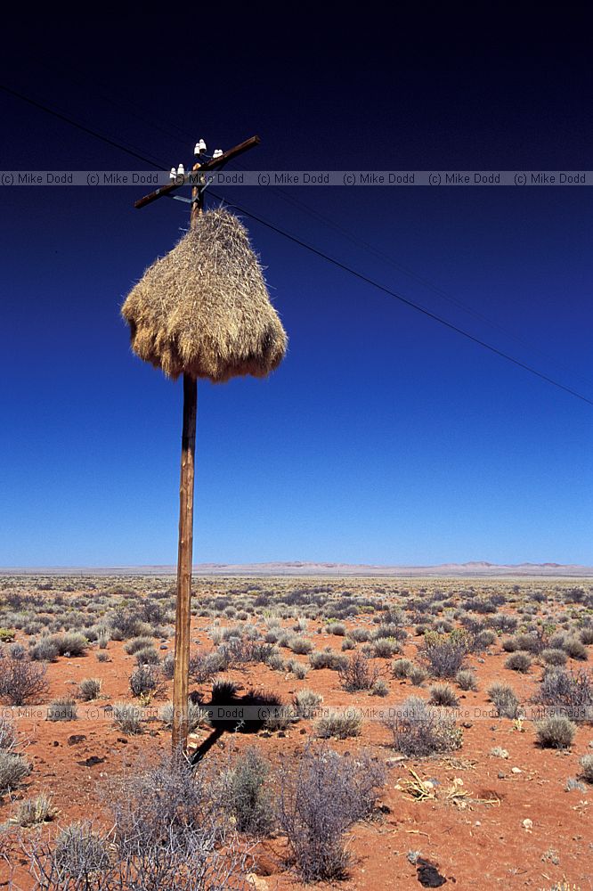 Sociable Weaver (Philetairus socius) nests on telegraph poles near Pofadder