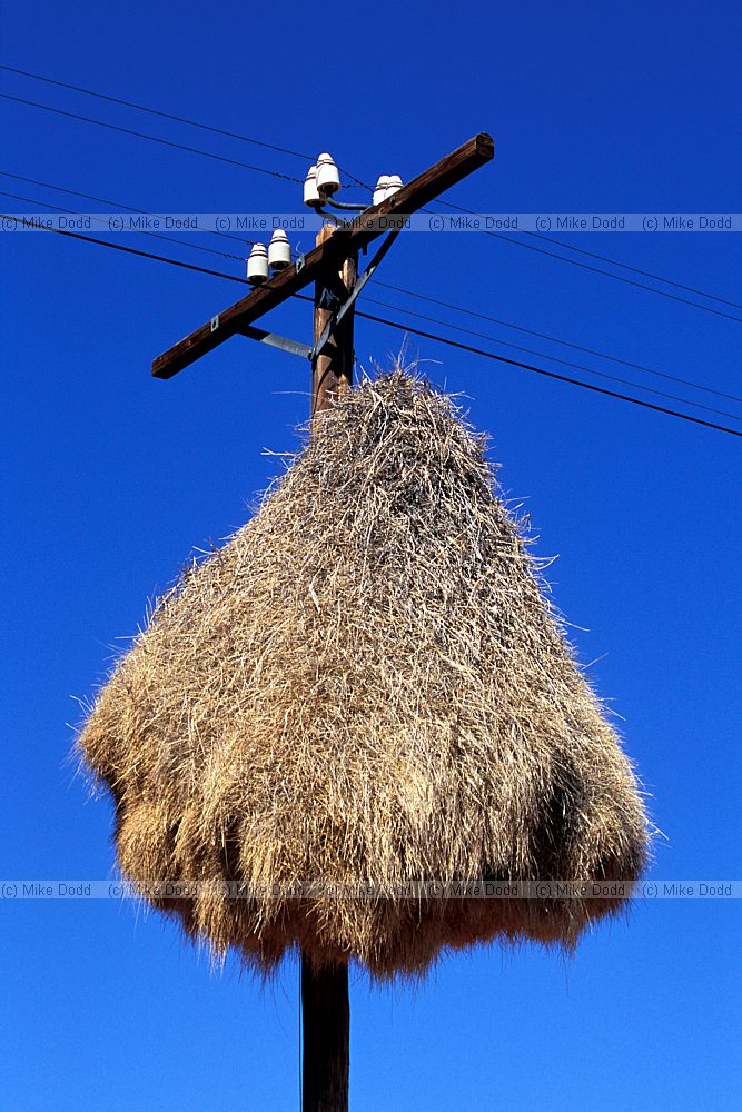 Sociable Weaver (Philetairus socius) nests on telegraph poles near Pofadder