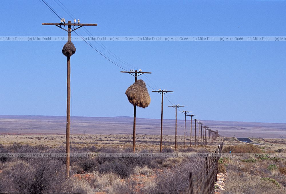 Sociable Weaver (Philetairus socius) nests on telegraph poles near Pofadder