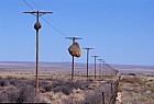 Sociable Weaver (Philetairus socius) nests on telegraph poles near Pofadder