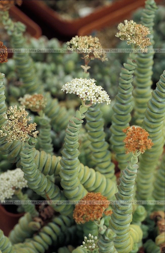 Crassula rupestris at Stellenbosch botanic garden