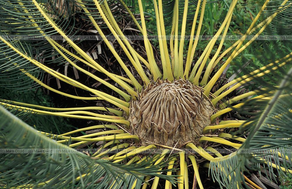 Encephalartos ghellinckii at Kirstenbosch botanic garden Capetown