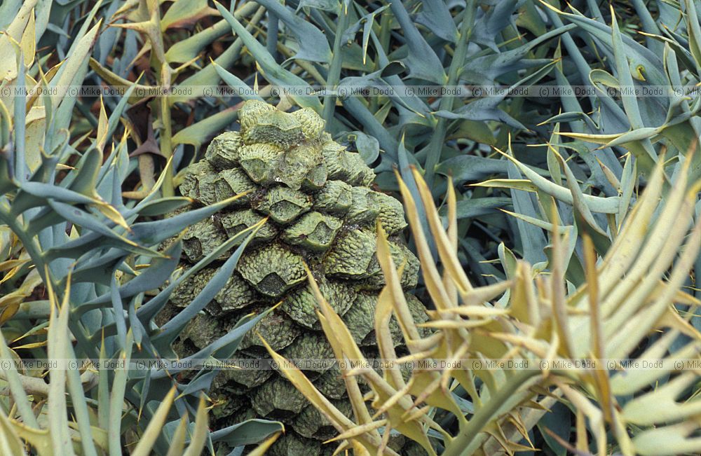 Encephalartos horridus at Kirstenbosch botanic garden Capetown