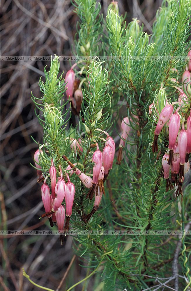 Erica plukenetii near Kirstenbosch botanic garden Capetown