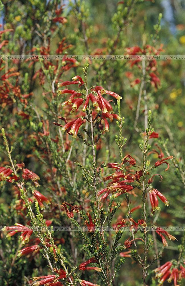 Erica sp at Kirstenbosch botanic garden Capetown