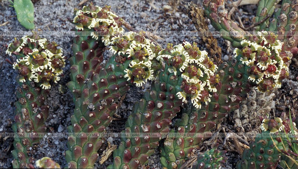 Euphorbia caput-medusae Oliphantsbaai