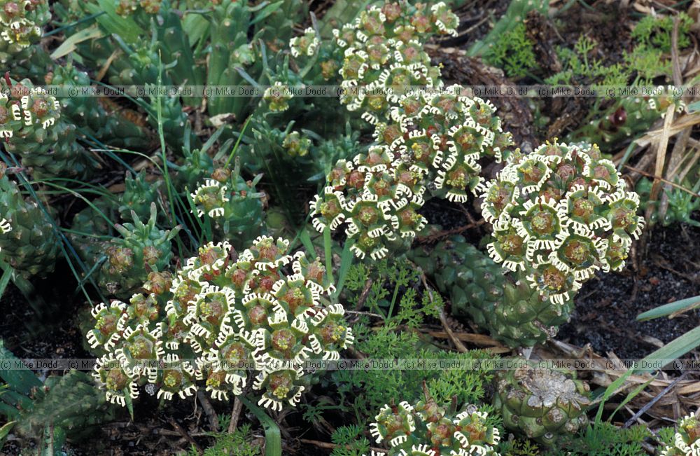 Euphorbia caput-medusae Oliphantsbaai