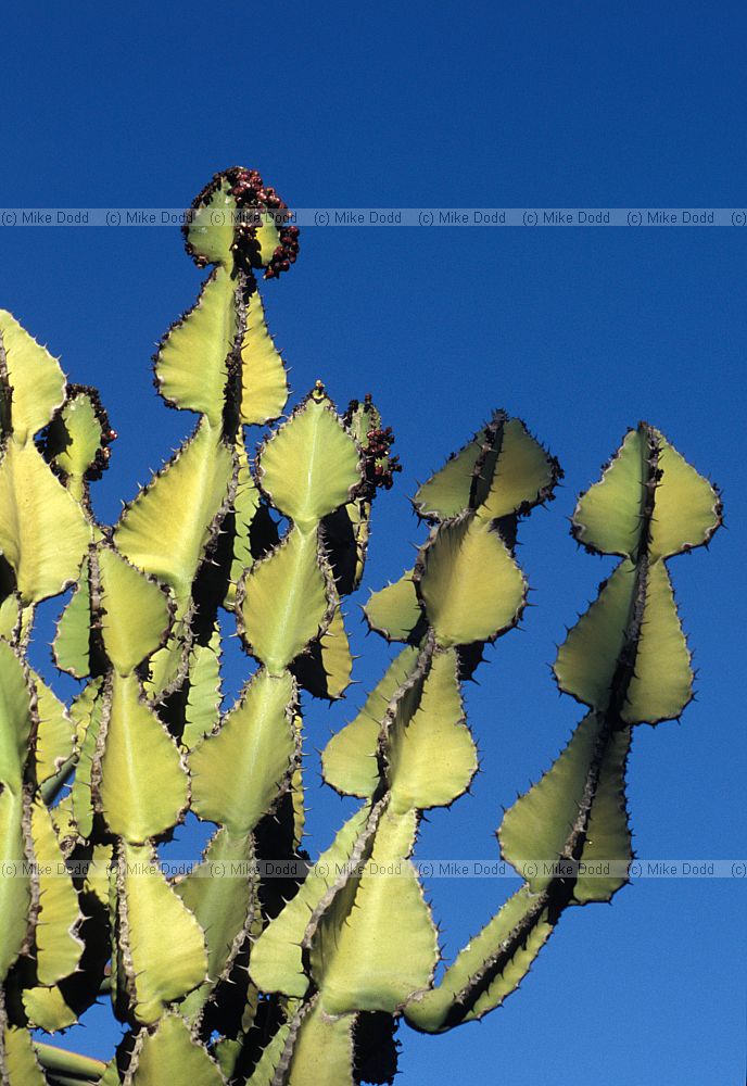 Euphorbia cooperi at Stellenbosch botanic garden