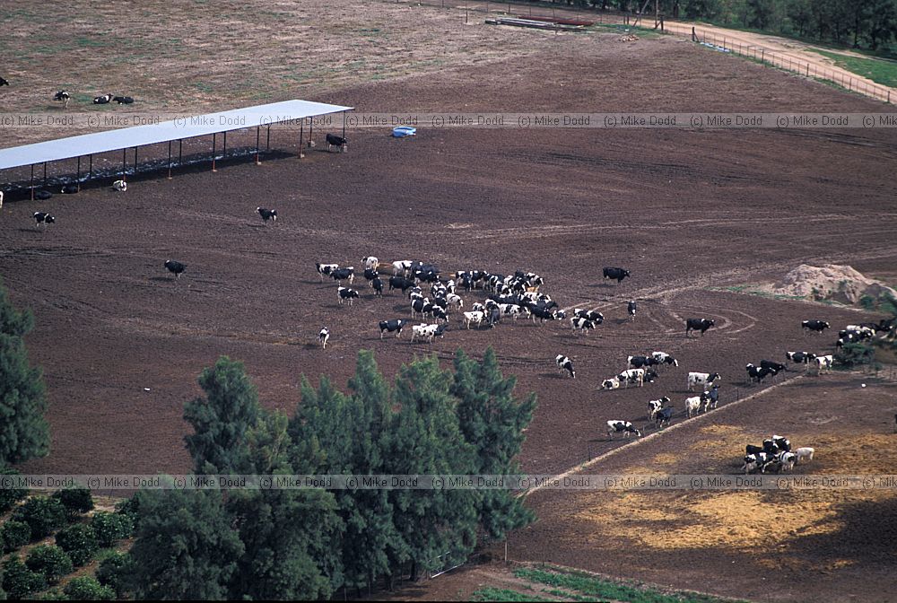 Cattle feedlot