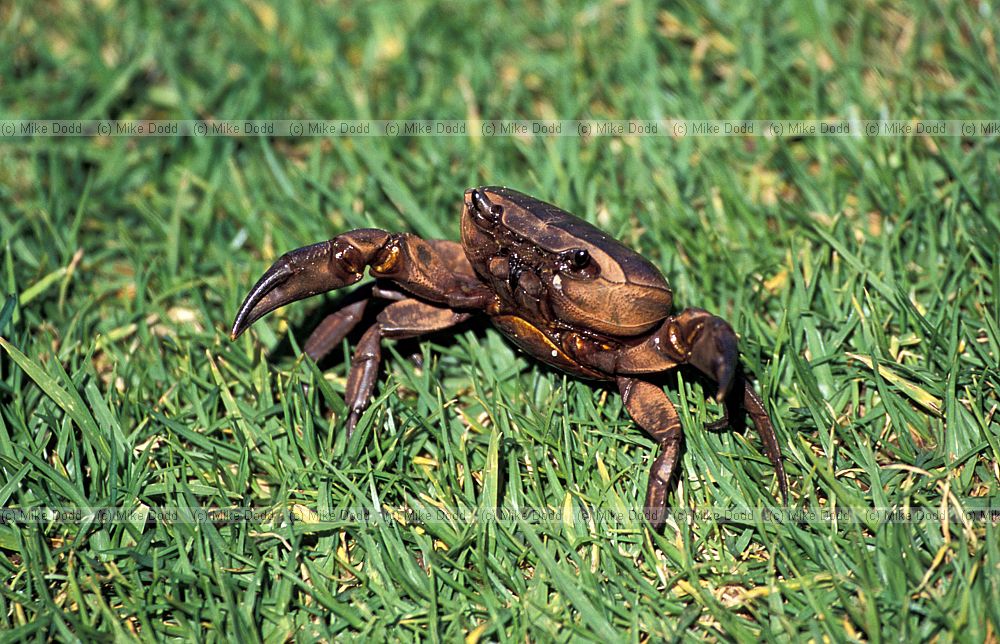 Cape River Crab (Potamonautes perlatus) at Kirstenbosch botanic garden Capetown