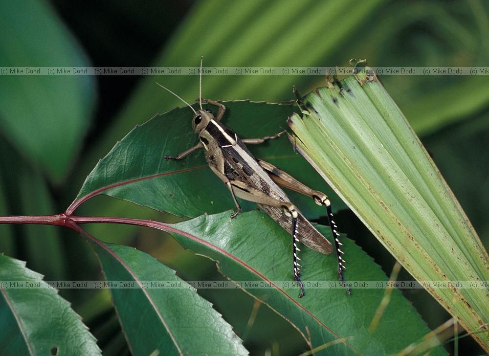 Acanthracris ruficornis Garden locust Harold Porter botanic garden