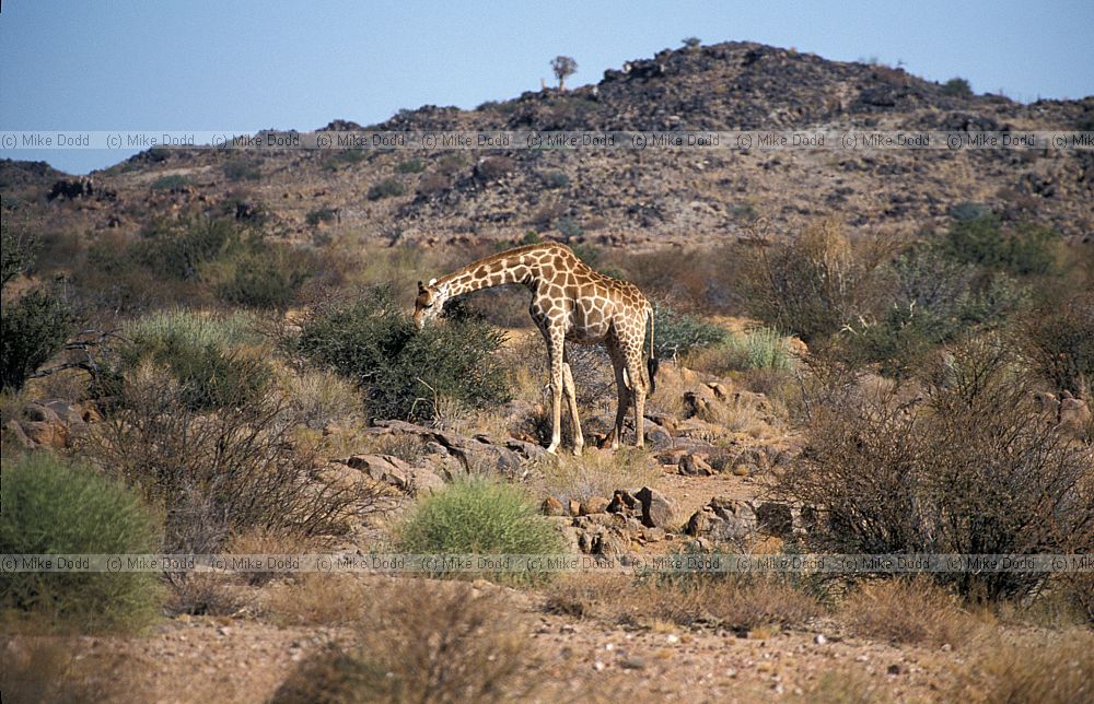Giraffa camelopardalis Giraffe at Augrabies national park