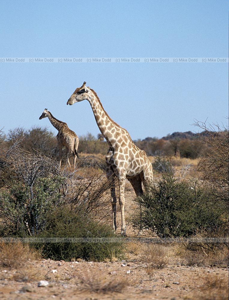 Giraffa camelopardalis Giraffe at Augrabies national park