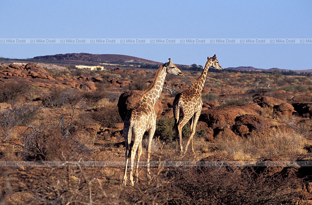 Giraffa camelopardalis Giraffe at Augrabies national park