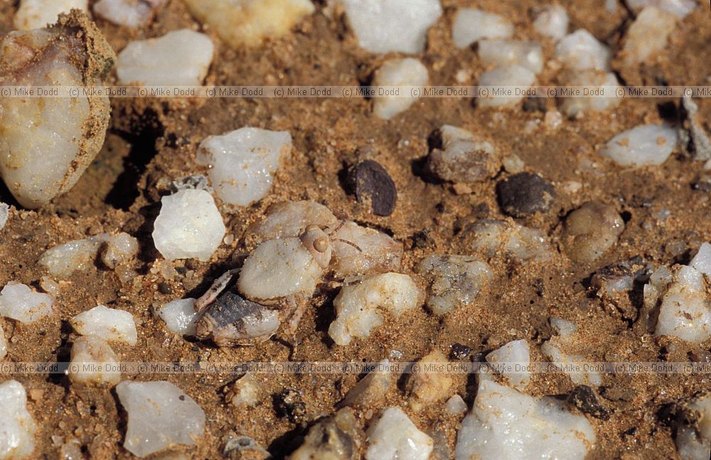 Grasshopper Quaggaskop Karoo stony desert