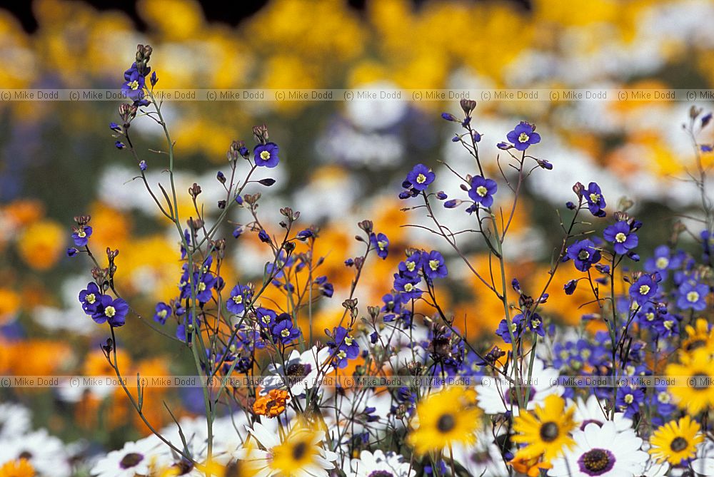 Heliophila sp at Kirstenbosch botanic garden Capetown