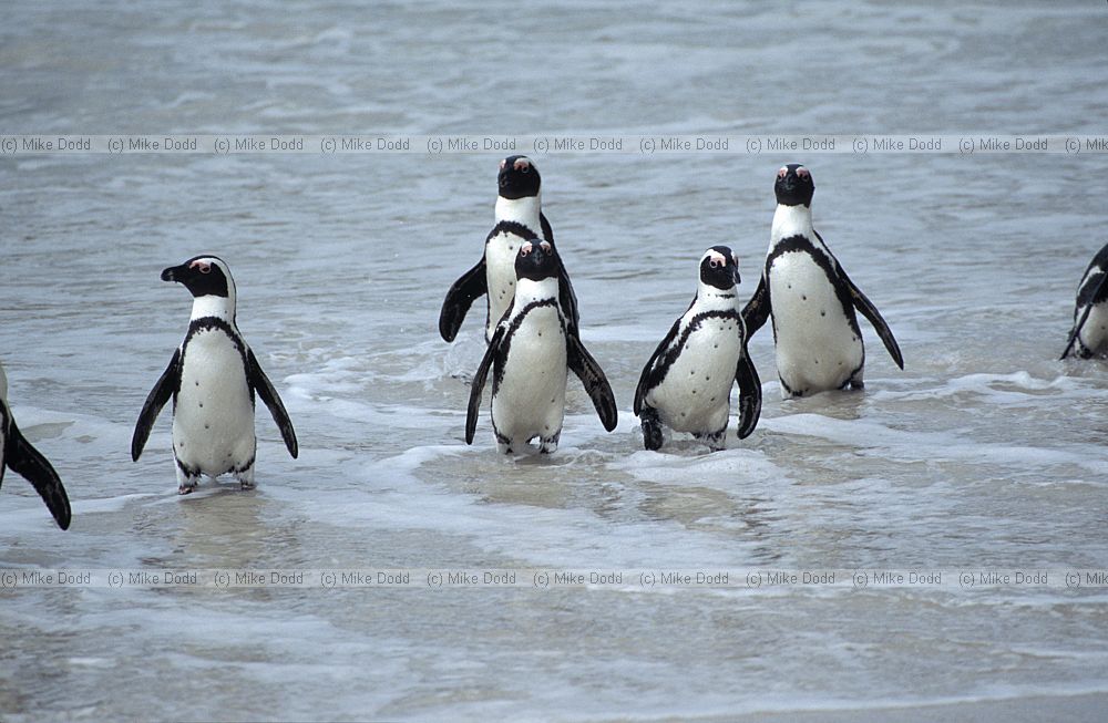 Jackass penguins Spheniscus demersus Simon's town