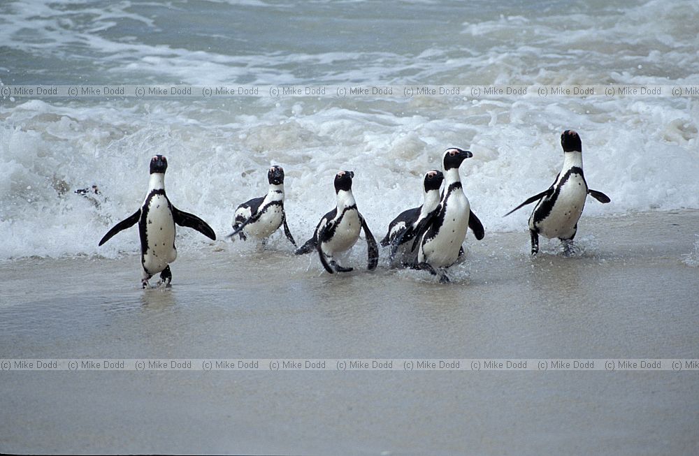 Jackass penguins Spheniscus demersus Simon's town