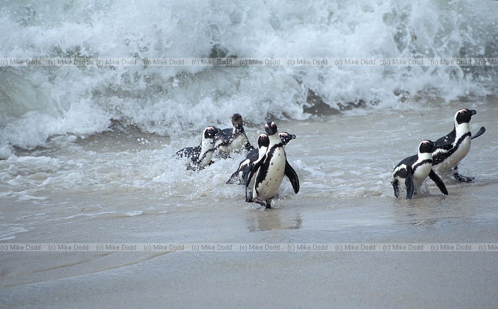 Jackass penguins Spheniscus demersus Simon's town