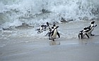 Jackass penguins Spheniscus demersus Simon's town