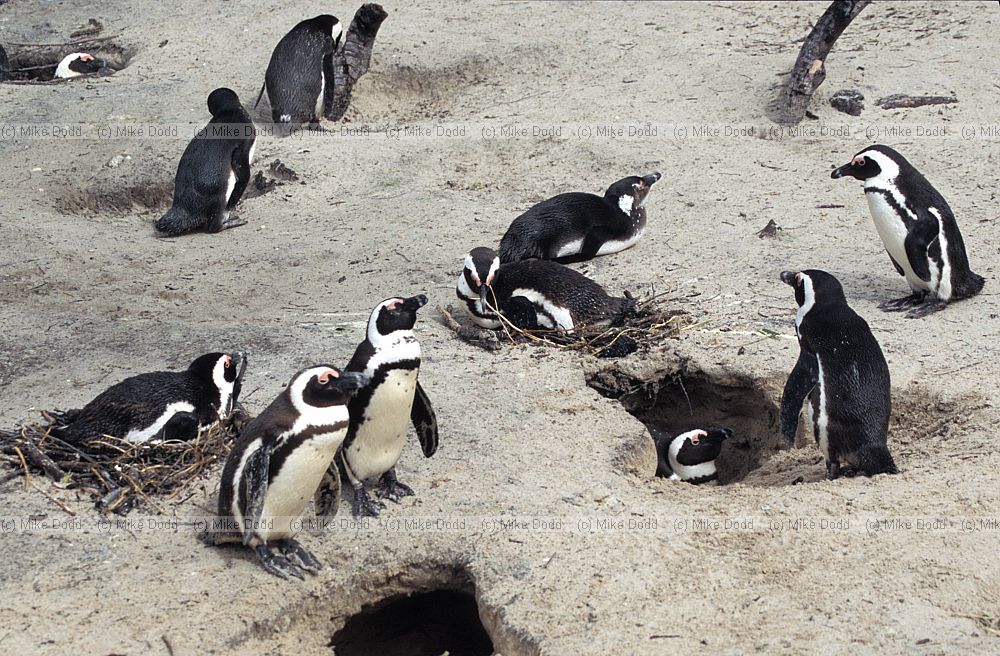 Jackass penguins Spheniscus demersus Simon's town