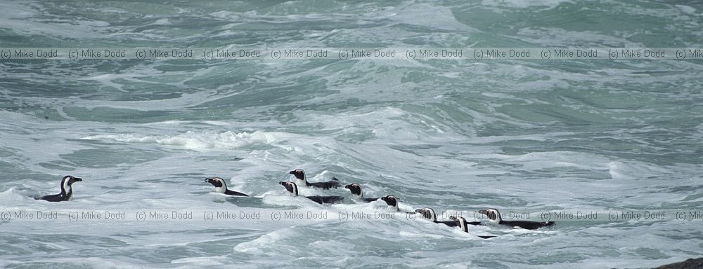 Jackass penguins Spheniscus demersus Simon's town