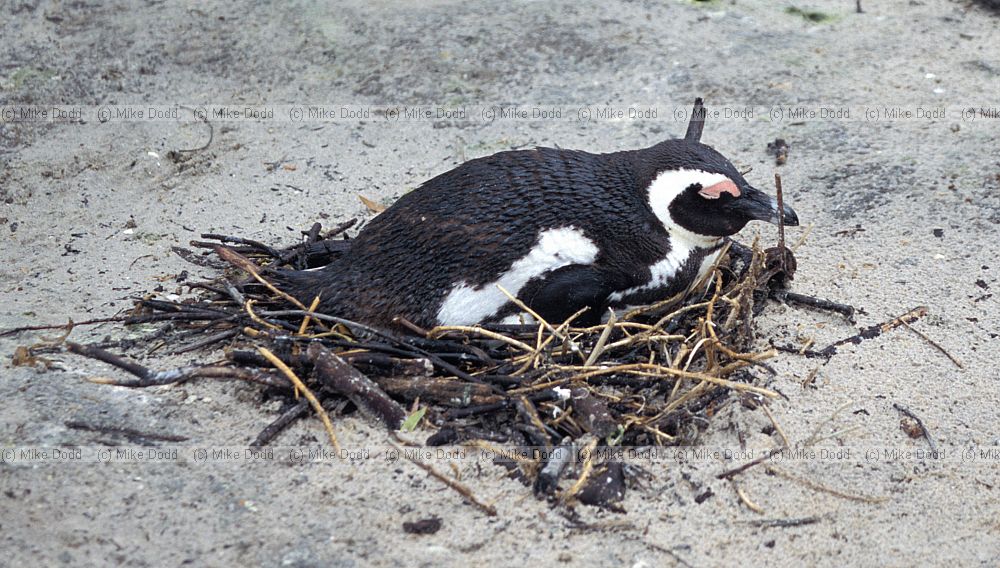 Jackass penguins Spheniscus demersus Simon's town