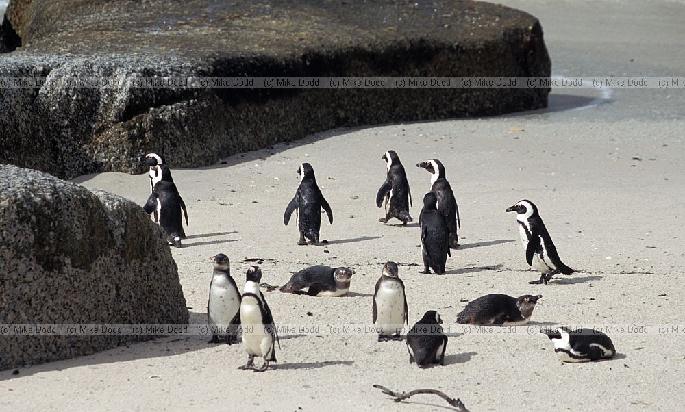 Jackass penguins Spheniscus demersus Simon's town