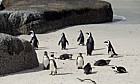 Jackass penguins Spheniscus demersus Simon's town