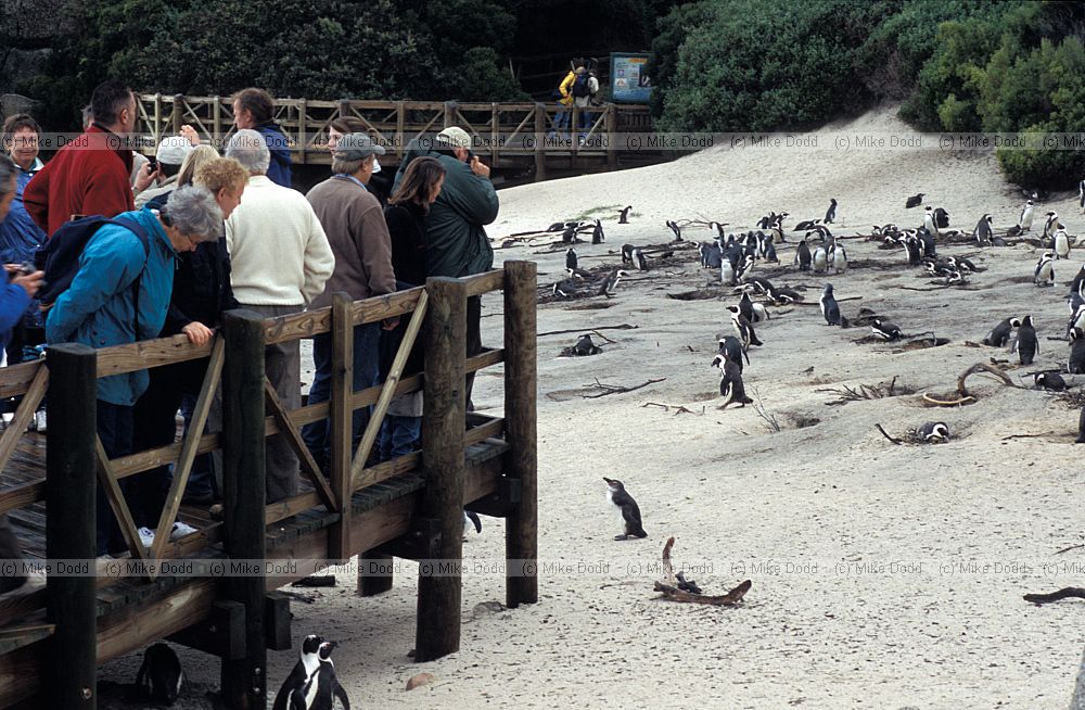 Jackass penguins Spheniscus demersus Simon's town