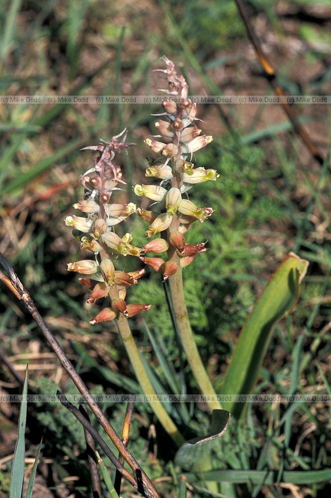 Lachenalia pallida at Darling