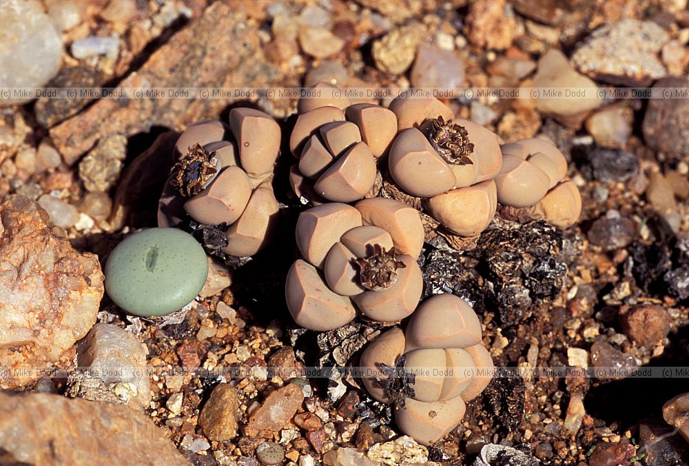 Lapidaria margaretae succulent plant Goegap