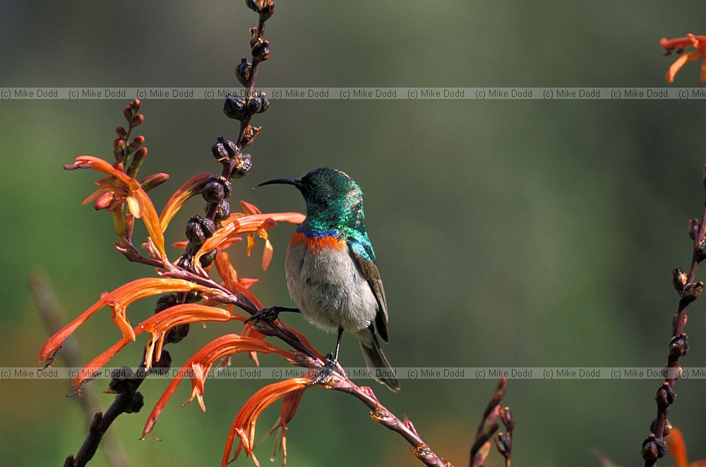 Southern Double Collared Sunbird (Cinnyris chalybeus) on Chasmanthe aethiopica at Kirstenbosch botanic garden Cape Town