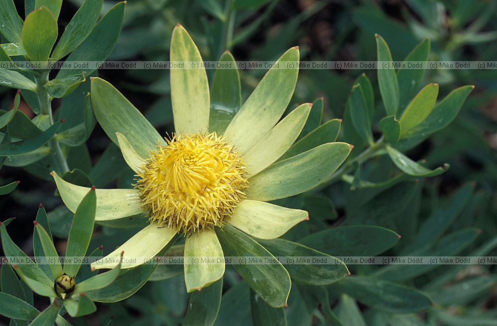 Leucodendron sessile at Kirstenbosch botanic garden Cape Town