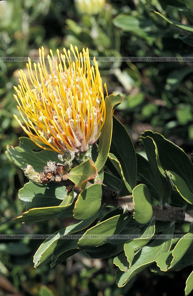 Leucospermum cuneiforme at Kirstenbosch botanic garden Cape Town