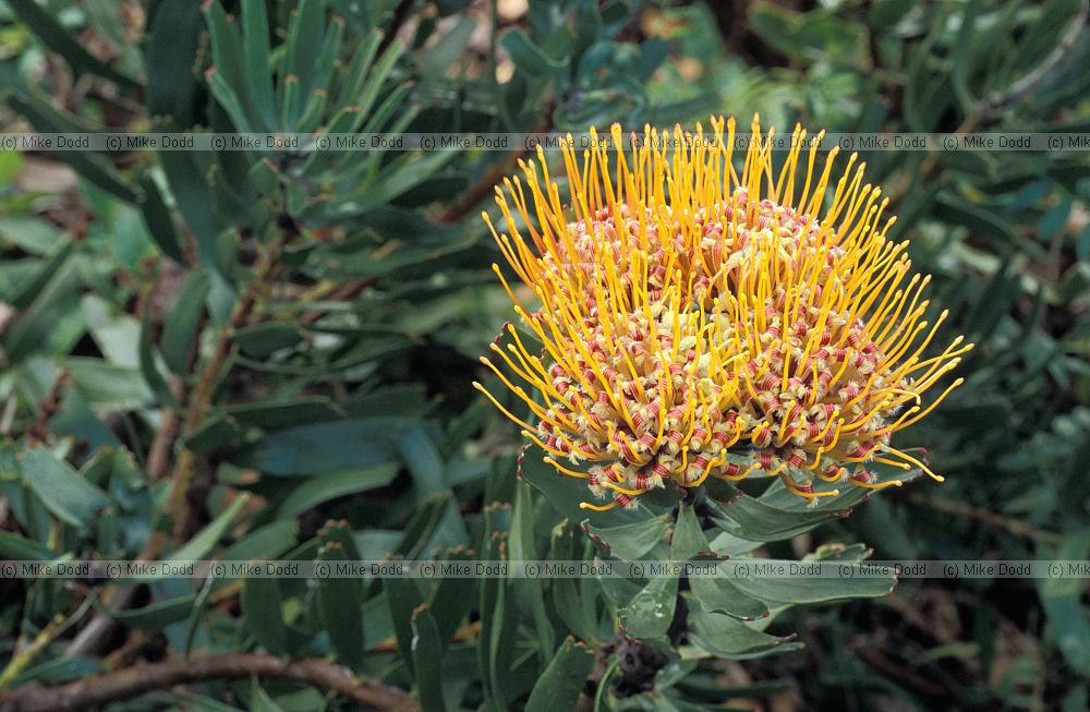 Leucospermum erubescens at Kirstenbosch botanic garden Cape Town